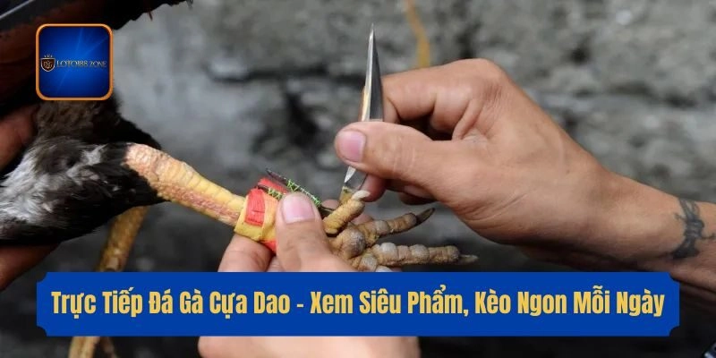 Trực Tiếp Đá Gà Cựa Dao – Xem Siêu Phẩm, Kèo Ngon Mỗi Ngày